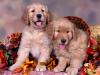 A Golden Season